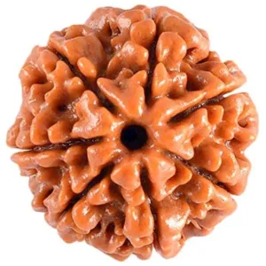 Kalyan Gems Buy Rudraksha  Original Certified  7 Mukhi
