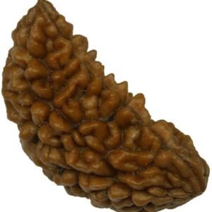 Kalyan Gems Buy Rudraksha  Original Certified  Ek Mukhi